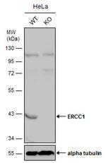 ERCC1 Antibody in Western Blot (WB)