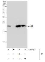 BID Antibody in Immunoprecipitation (IP)