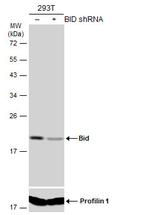 BID Antibody in Western Blot (WB)
