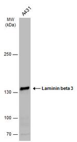 Laminin beta-3 Polyclonal Antibody