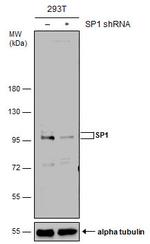SP1 Antibody in Western Blot (WB)