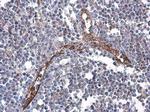 CD31 Antibody in Immunohistochemistry (Paraffin) (IHC (P))