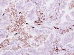 CD31 Antibody in Immunohistochemistry (Paraffin) (IHC (P))