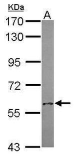 MOX1 Antibody in Western Blot (WB)