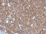 MAPKAP1 Antibody in Immunohistochemistry (Paraffin) (IHC (P))