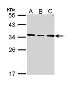 SLC25A22 Antibody in Western Blot (WB)