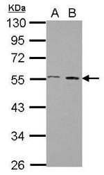 STAMBP Antibody in Western Blot (WB)