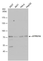 ATP6V1A Antibody in Western Blot (WB)