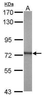 ATP6V1A Antibody in Western Blot (WB)