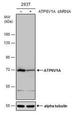 ATP6V1A Antibody in Western Blot (WB)