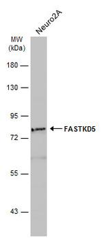 FASTKD5 Antibody in Western Blot (WB)