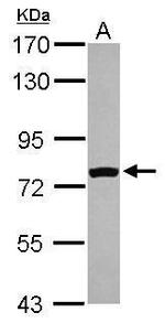 FASTKD5 Antibody in Western Blot (WB)