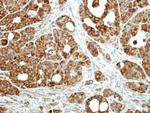 FAIM Antibody in Immunohistochemistry (Paraffin) (IHC (P))
