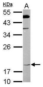 FAIM Antibody in Western Blot (WB)
