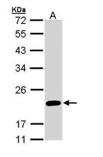 FAIM Antibody in Western Blot (WB)