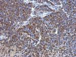 ATP5J Antibody in Immunohistochemistry (Paraffin) (IHC (P))
