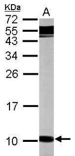 Gng12 Polyclonal Antibody