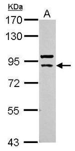 Cullin 5 Antibody in Western Blot (WB)