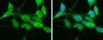 HSP701L Polyclonal Antibody