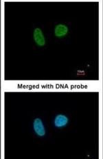 MAPKAPK3 Antibody in Immunocytochemistry (ICC/IF)