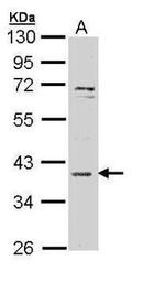 MAPKAPK3 Antibody in Western Blot (WB)