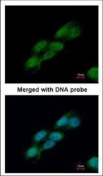 Cdc23 Antibody in Immunocytochemistry (ICC/IF)