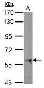 ACVR1B Antibody in Western Blot (WB)