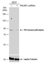 PI3K p85 alpha Antibody in Western Blot (WB)
