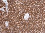HSC70 Antibody in Immunohistochemistry (Paraffin) (IHC (P))