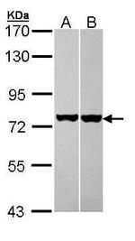 HSC70 Antibody in Western Blot (WB)