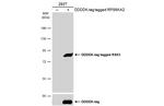 RSK3 Polyclonal Antibody