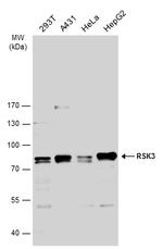 RSK3 Antibody in Western Blot (WB)