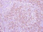 pro-EGF Polyclonal Antibody