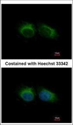 HIPPI Polyclonal Antibody