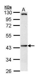 HIPPI Antibody in Western Blot (WB)