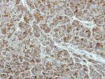 PCPTP1 Polyclonal Antibody