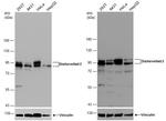 DVL2 Antibody in Western Blot (WB)