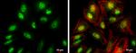 E-cadherin Antibody in Immunocytochemistry (ICC/IF)