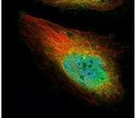 E-cadherin Antibody in Immunocytochemistry (ICC/IF)