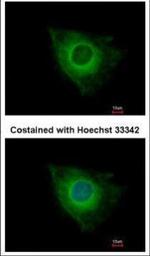 XIAP Antibody in Immunocytochemistry (ICC/IF)