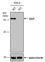 XIAP Antibody in Western Blot (WB)