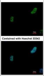 PRP19 Antibody in Immunocytochemistry (ICC/IF)