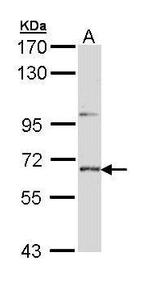 STEP Antibody in Western Blot (WB)