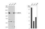 CARD10 Antibody in Western Blot (WB)