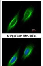 PPM1B Antibody in Immunocytochemistry (ICC/IF)