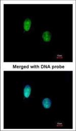 CtBP1 Polyclonal Antibody