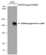 ErbB4 Antibody in Western Blot (WB)