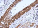 CARD6 Antibody in Immunohistochemistry (Paraffin) (IHC (P))