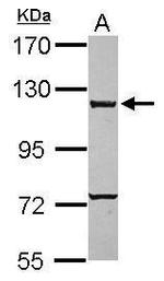 CARD6 Antibody in Western Blot (WB)
