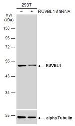 RUVBL1 Antibody in Western Blot (WB)
